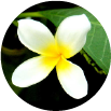 iik bhakti wiyata new logo philosophy 3